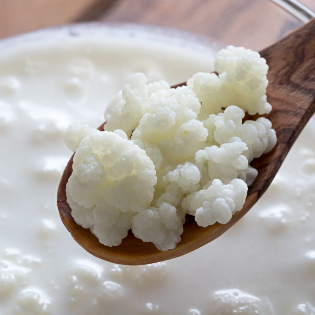 melk kefirkorrels
