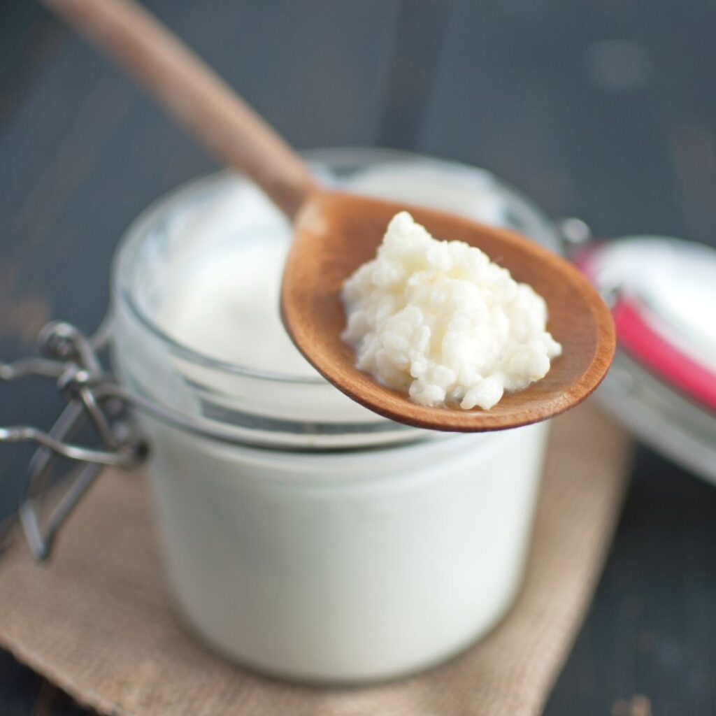 melk kefir fermenteren