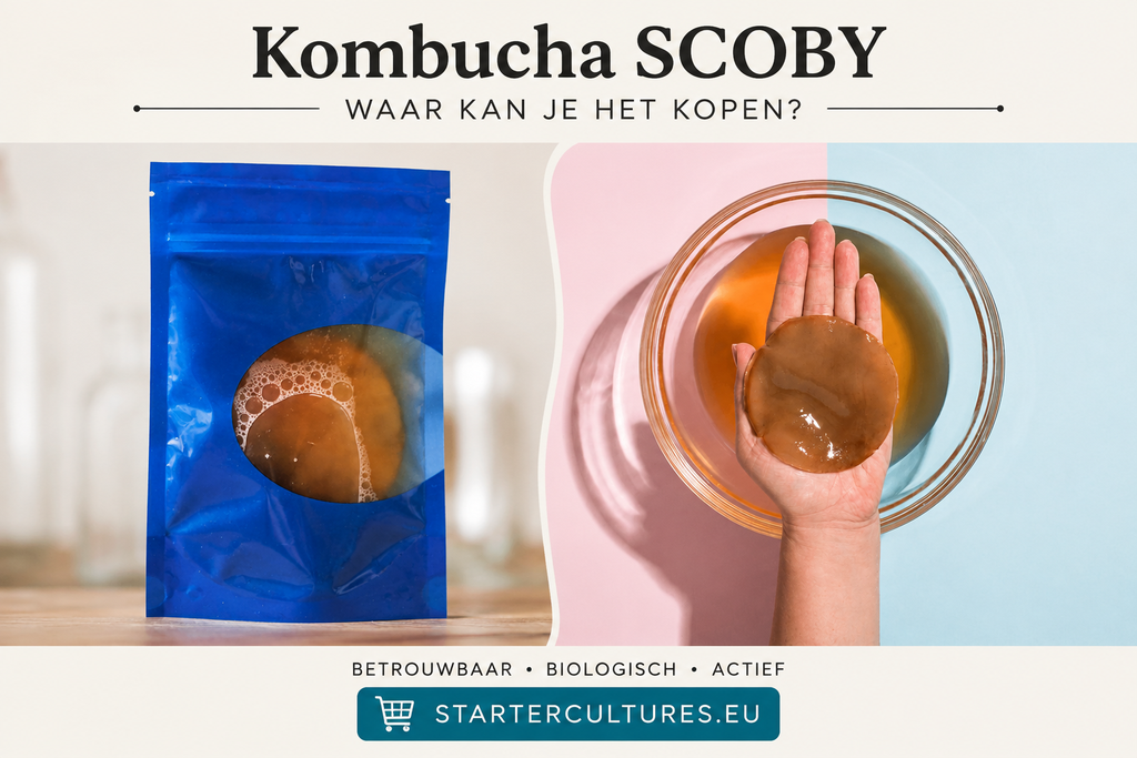 scoby waar kopen